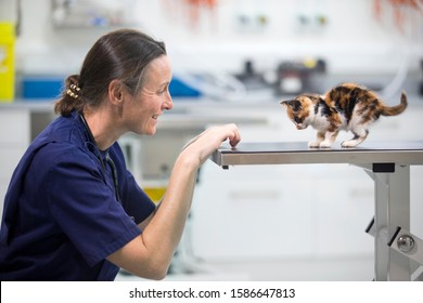 Vet Examining Pet Kitten Cat On Table In Vet Surgery