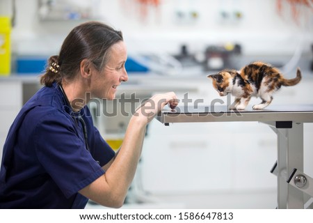 Similar – Image, Stock Photo cat Table Animal Pet Cat 1