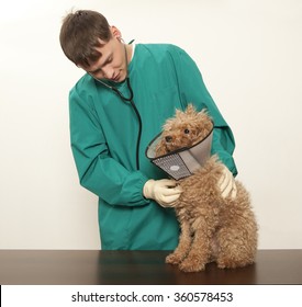 Vet examining an red toy poodle