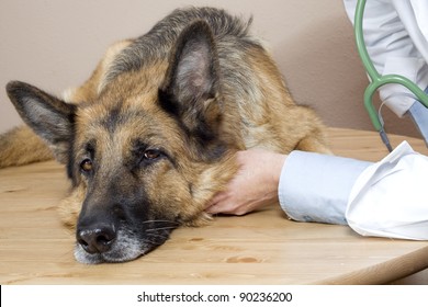 german shepherd vet