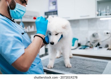 The Vet With Face Protective Mask Takes A Swab Of The Dog's Ear.