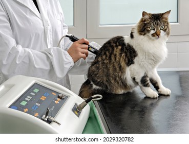 A Vet Gives Laser Therapy To A Cat