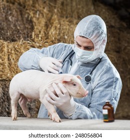 Vet gives a piglet vaccine.