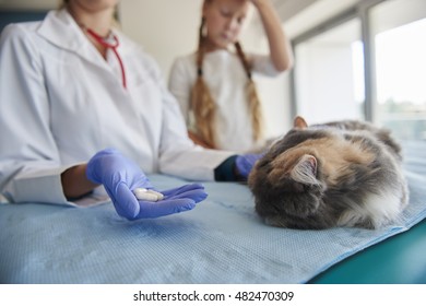 Vet Giving To Ill Cat Some Pills