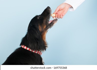 Vet Is Giving A Reward To The Brave Dog