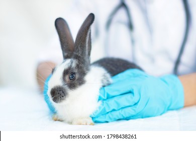 Vet In Glovers Examines The Cute Baby Rabbit In The Clinic. Small Bunny Treatment. Pet At The Veterinarian. Health Care Of The Animal. Prevention Of Fleas, Ticks. Copy Space