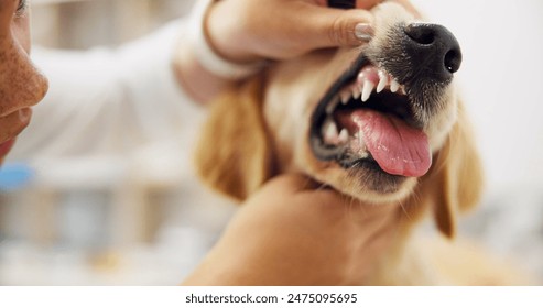 Vet, healthcare and doctor with dog in clinic for examination, dental care and assessment. Volunteer, animal shelter and veterinarian with puppy for wellness, treatment and health at adoption center - Powered by Shutterstock