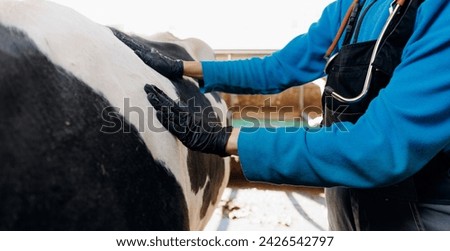 Vet hold phonendoscope on background cow, checking cattle on farm livestock. Concept banner medicine health care agriculture industry.