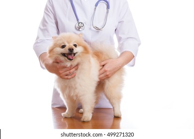 The Vet Holds The Dog Breeds Spitz On The Neck Stethoscope, White Background