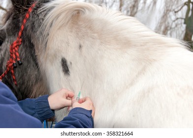 Vet Injecting A Horse In The Neck