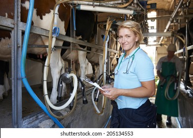 Vet Inspecting Cattle Whilst They Are Being Milked