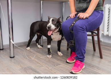 The Vet Installs A Catheter And An IV For A Dog At A Veterinary Clinic.