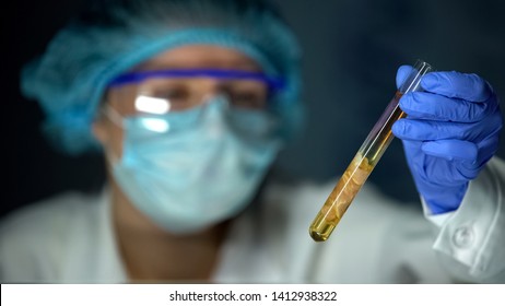 Vet Lab Assistant Looking At Meat Sample In Yellow Liquid, Swine Flu Analysis