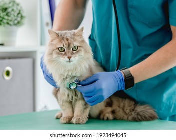 Vet listening fluffy cat using stethoscope during appointment in veterinary clinic