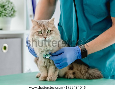 Vet listening fluffy cat using stethoscope during appointment in veterinary clinic