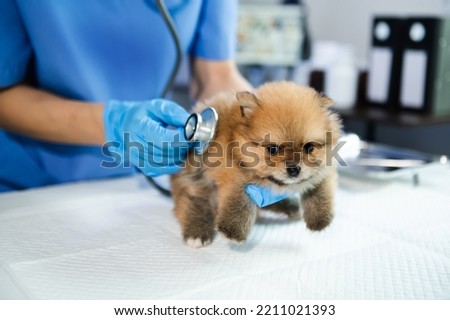 Vet listening Pomeranian dog with stetoscope in veterinary clinic