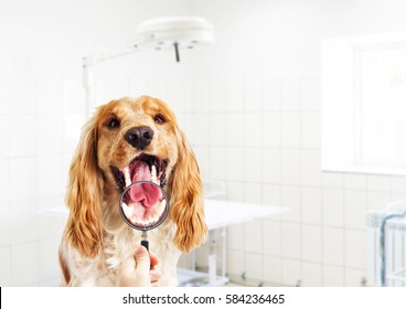 vet looks dog teeth, a magnifying glass