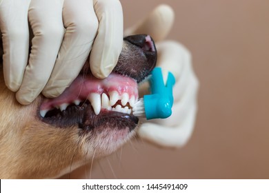 A Vet In A Medical Gloves Is Brushing Dog's Teeth. Toothbrush Dressed On A Finger. We Can See White Dog Teeth. 