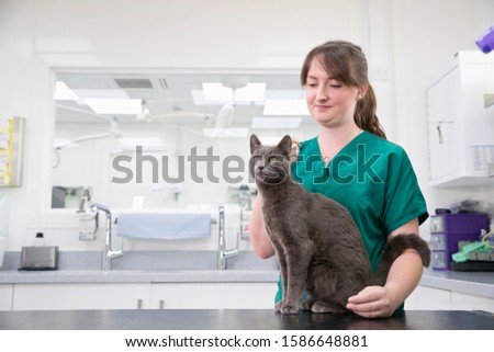 Similar – Image, Stock Photo cat Table Animal Pet Cat 1