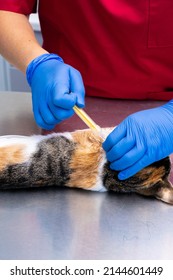 Vet Nurse Placing A Pet Microchip In The Neck Of A Cat