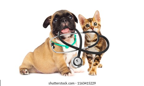 Vet Puppy And Kitten