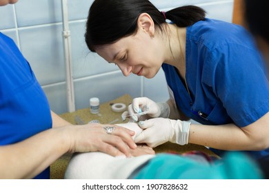 Vet Puts A Catheter On The Dog At The Veterinary Clinic