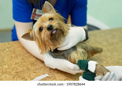 Vet Puts A Catheter On The Dog At The Veterinary Clinic