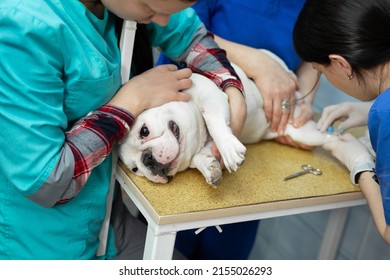 Vet Puts A Catheter On The Dog At The Veterinary Clinic