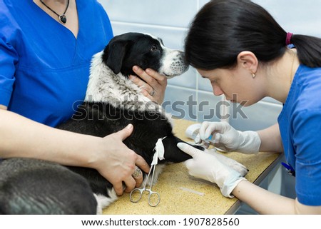 Vet puts a catheter on the dog at the veterinary clinic