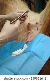 A Vet Sews Up The Incision In The Abdomen Of A Surrogate Hind During An Embryo Transfer Programme On Red Deer Hinds In New Zealand.