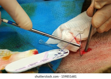 A Vet Sews Up The Incision In The Abdomen Of A Surrogate Hind During An Embryo Transfer Programme On Red Deer Hinds In New Zealand.