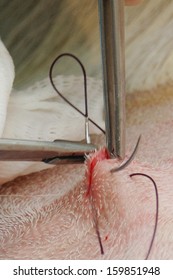 A Vet Sews Up The Incision In The Abdomen Of A Surrogate Hind During An Embryo Transfer Programme On Red Deer Hinds In New Zealand.