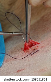 A Vet Sews Up The Incision In The Abdomen Of A Surrogate Hind During An Embryo Transfer Programme On Red Deer Hinds In New Zealand.