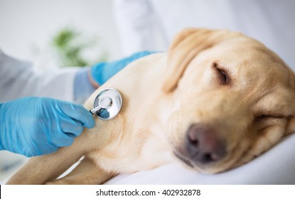 Vet Specialist Examination Sick Dog