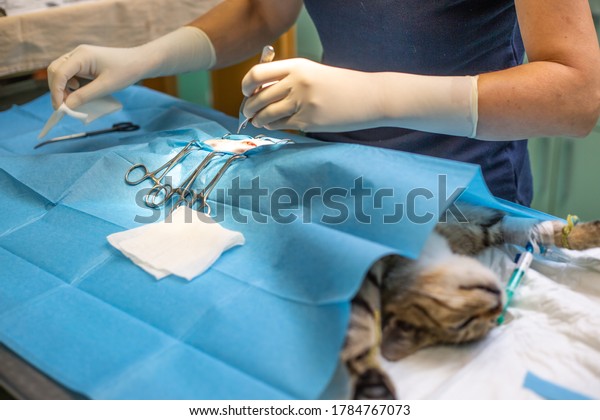 Vet surgery neutering a cat on the veterinary\
clinic, ovarian removal