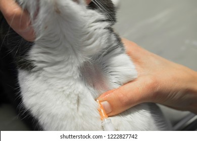 Vet Takes A Blood Sample From A Cat From The Jugular Vein. The Animal Is Being Held