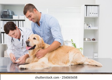 Vet Using Nail Clipper On A Dog With Its Owner In Medical Office