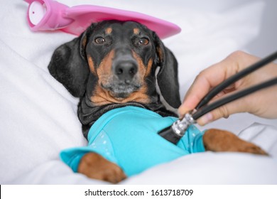  Vet Using A Stethoscope Checks The Health Of A Sick Dog Of A Dachshund Breed, Which Lies In A Veterinary Hospital With A Pink Heating Pad On Its Head