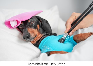  Vet Using A Stethoscope Checks The Health Of A Sick Dog Of A Dachshund Breed, Which Lies In A Veterinary Hospital With A Pink Heating Pad On Its Head