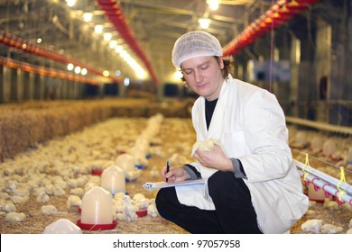 Vet Working On Chicken Farm