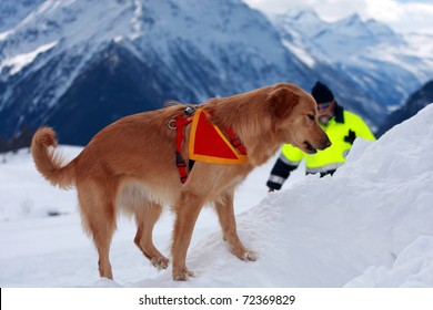 VETAN, ITALY- FEBRUARY 5: Canine Unit During Rescue Drill On February, 5, 2011 In Vetan, Italy. The Dog Is Searching A Missing Person.