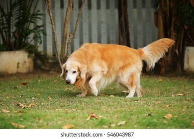 Veteran Golden Retriever in the grass field, old dog