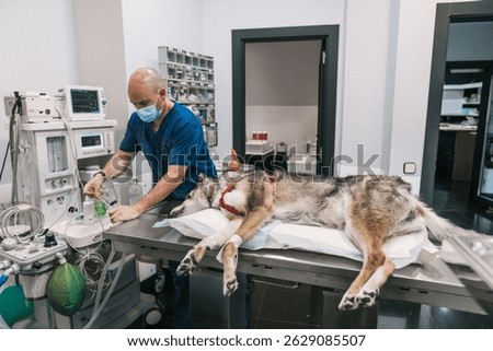 Veterinarian adjusting anesthesia machine while dog lying on operating table, preparing for surgery in modern veterinary clinic