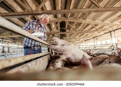 Veterinarian and animal care. An experienced veterinarian and farmer with gray hair and a beard holds injection instruments in his hands and marks pigs on the farm. Vet animal care