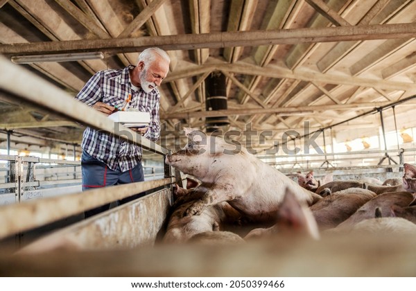 Veterinarian and animal\
care. An experienced veterinarian and farmer with gray hair and a\
beard holds injection instruments in his hands and marks pigs on\
the farm. Vet animal\
care