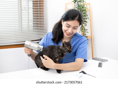 Veterinarian Or Animal Nurse Will Examine Your Cat's Physical And Skin Health In The Hospital's Veterinary Room, Cute Cat During Treatment, Care And Treatment, Animal Hospital.