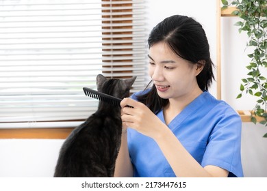 Veterinarian Or Animal Nurse Will Examine Your Cat's Physical And Skin Health In The Hospital's Veterinary Room, Cute Cat During Treatment, Care And Treatment, Animal Hospital.