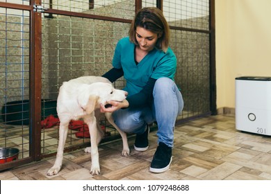 Veterinarian At Animal Shelter With A Dog For Adoption.