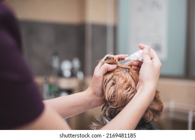 Veterinarian Applying An Eye Drop In The Dog's Eye.dry Eye Concept.