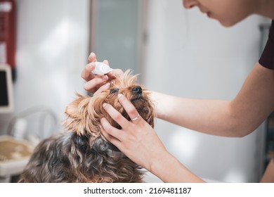 Veterinarian Applying An Eye Drop In The Dog's Eye.dry Eye Concept.